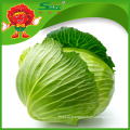 Grade A fresh green cabbage for sale ornamental cabbage